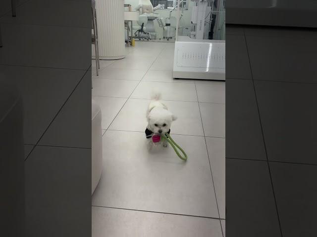 강아지의 달콤한 꿈 sweet puppy