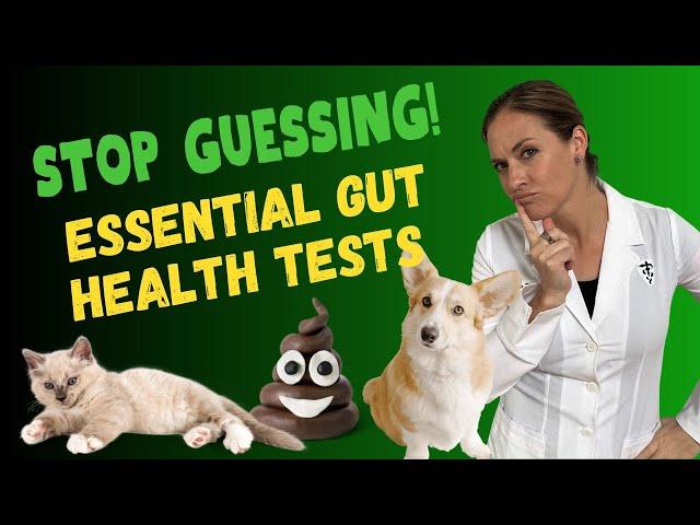 How To Fix Your Pet's Gut Health Naturally - Important Pet Gut Health Tests | Holistic Vet