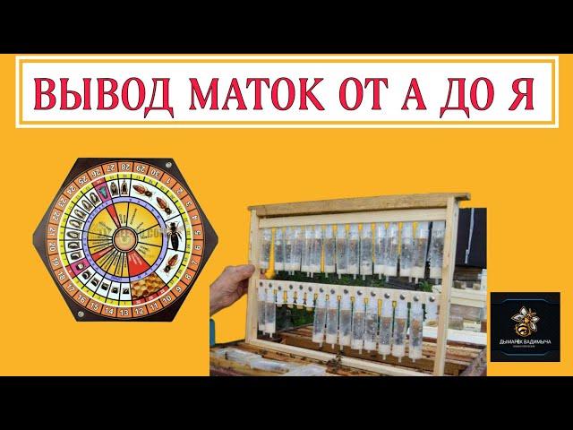 ВЫВОД МАТОК ОТ А ДО Я ЗА 20 МИНУТ! В ПОМОЩЬ НАЧИНАЮЩИМ ПЧЕЛОВОДАМ!