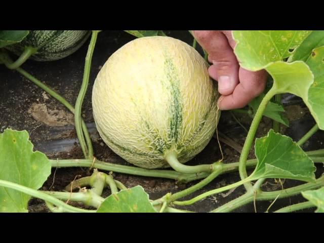 How to Tell When Your French Charentais-type Melons Are Ready for Harvest