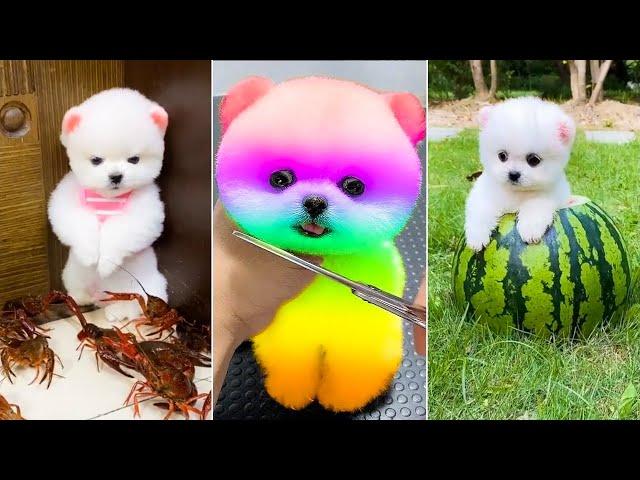 Cute Pomeranian Puppies Doing Funny Things 2024 | Cute and Funny Dogs | Part 1