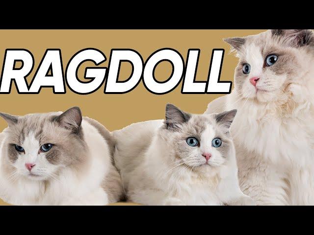 Feline 411: Ragdoll Cats