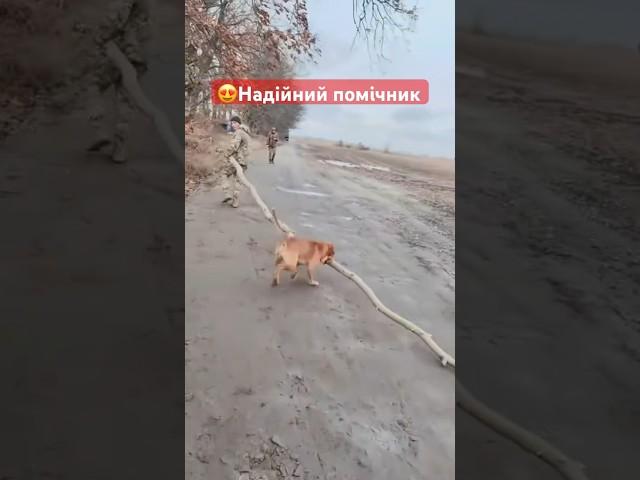Песик тепер точно заслуговує на смаколик #новини #конкурентtv
