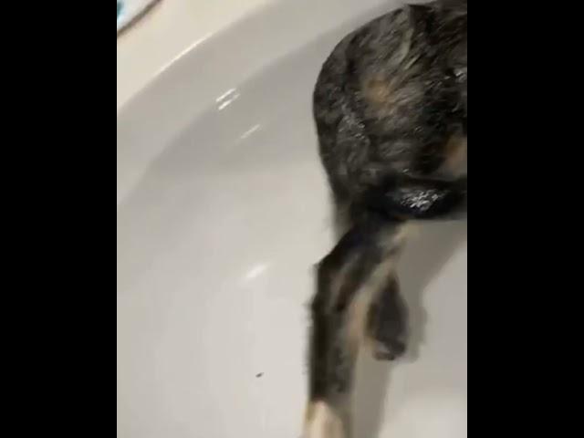 #funny #cats, #short videos, #cat #diver