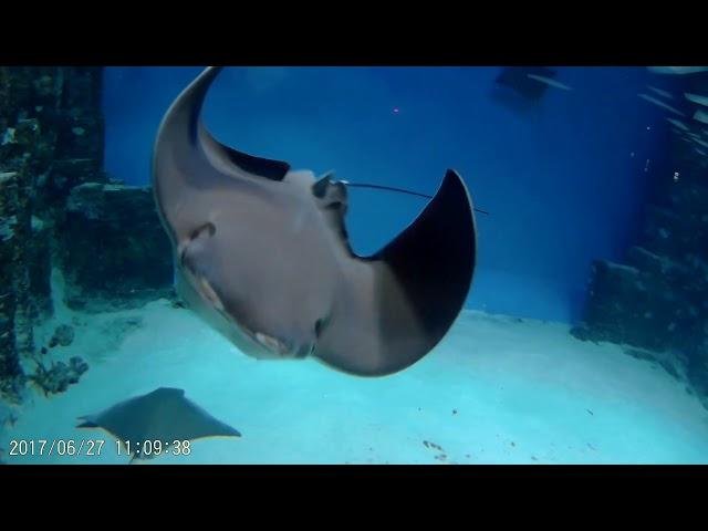 Москвариум - Центр океанографии и морской биологии ( часть 1 )Moskvarium-Center  marine biology