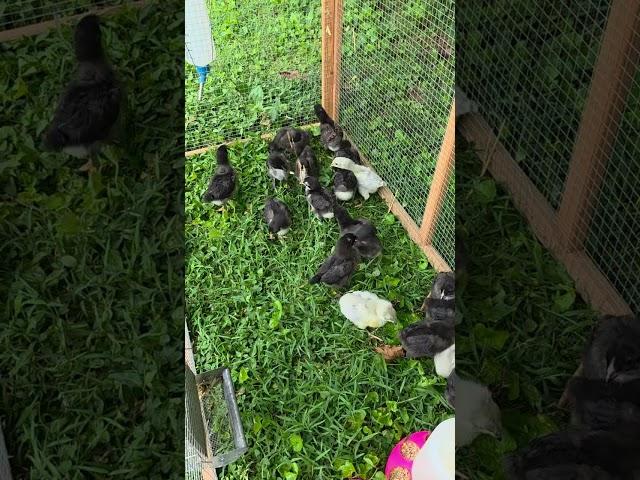 first time on grass! the chicks love it. lavender orpingtons and black copper marans. #peaceful