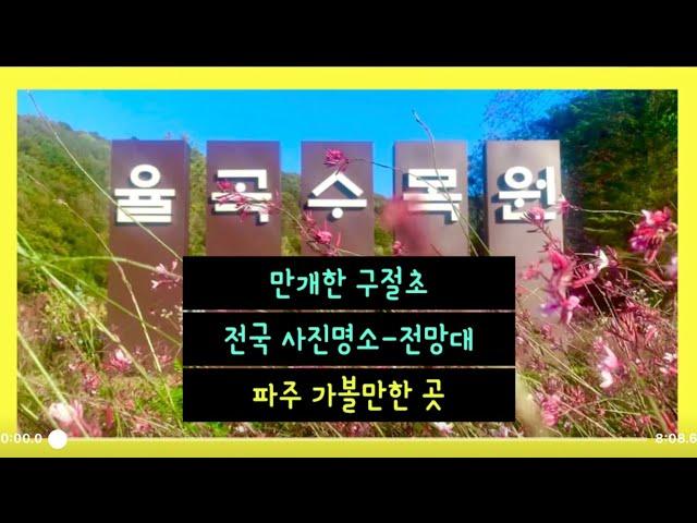 율곡수목원#구절초 _만개#전망대_오르기 #파주여행#파주가볼만한곳#율곡습지공원#서울근교드라이브#