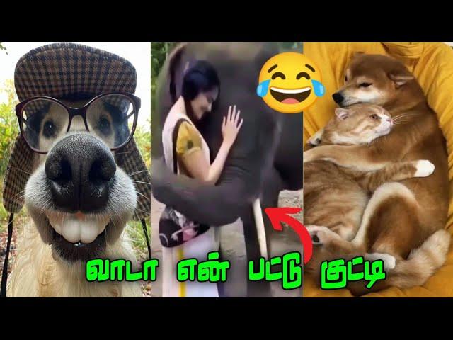 தண்ணி இல்லாம தத்தளிக்குது‍⬛#viral #trending #funnyanimalmindvoice