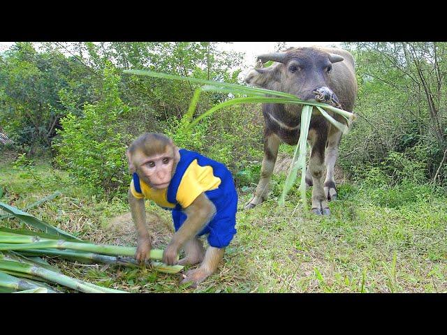 Watch Monkey MiMi Herd Buffalo Like a Little Farmer!