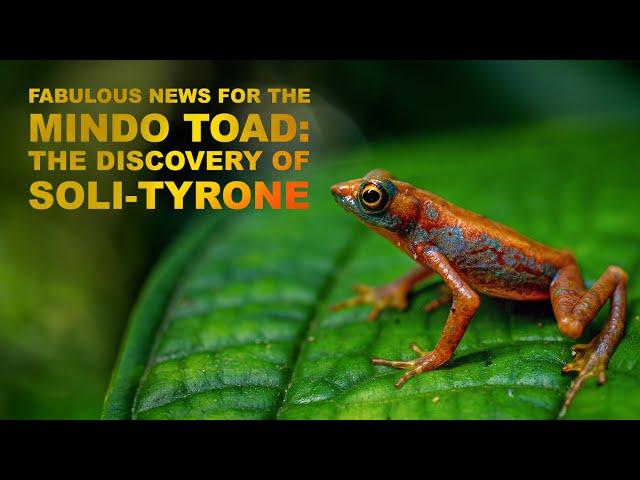 Hope for the Mindo Harlequin Toad: the finding of Soli-Tyrone