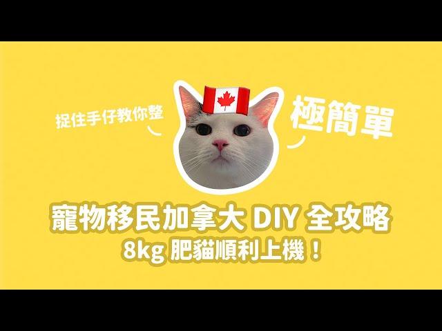 Pet Immigration to Canada  Flying with 8kg Overweight Cat! Just 3 Things to Prepare for Departure!