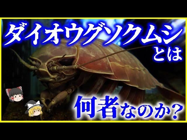 絶食と巨大化の謎…「ダイオウグソクムシ」とは何者なのか？を解説/深海巨大症とは【ゆっくり解説】