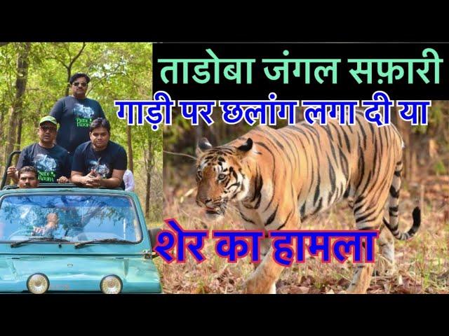 ताडोबा जंगल सफ़ारी़| Tadoba Andhari Tiger Reserve | Moharli Gate - Tadoba National park​⁠​