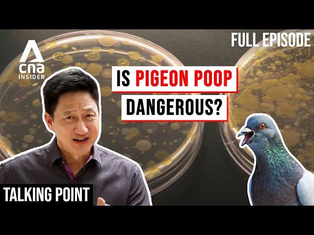 Pigeon Problem: Why Can't We Get Rid Of Them? | Talking Point | Full Episode