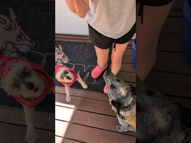 Zoey is excited to see Wendi after our walk #schnoodlelove #princess #dogtalk #doglover #dogmom #dog