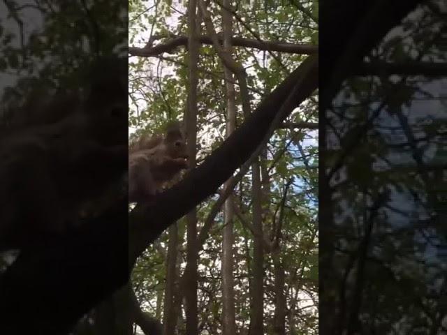 Squirrels in Moscow parks are full and happy with life.