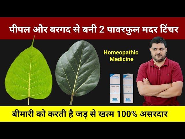 Homeopathic mother tincture made from peepal and banyan leaves