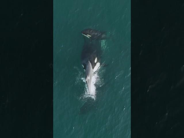 Dolphin gets BLASTED out of the water by a Killer Whale! #natureismetal #orca