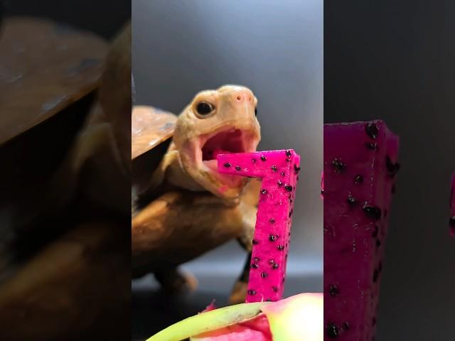 ASMR Mukbang Eating Dragon Fruit  Turtle Tortoise