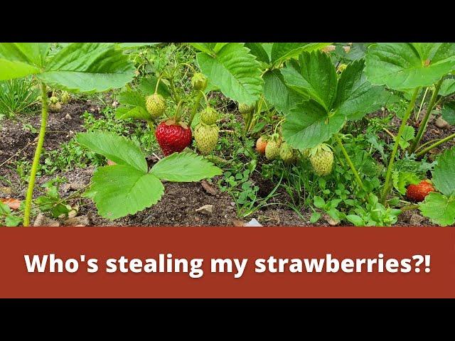 Who's stealing my strawberries?!