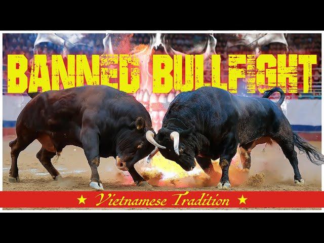  खतरनाक Bull Fight in Vietnam | Bull Fight in Bahubali #shanishtravelvlog #bullfight