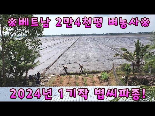 [베트남벼농사] 2만4천평 2024년 1기작 볍씨를 직파합니다~! (kiengiangtv)
