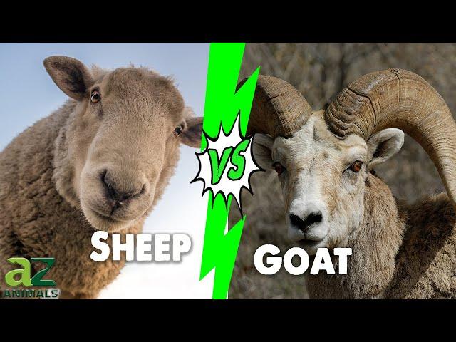 Goat Vs Sheep: The 6 Key Differences Explained