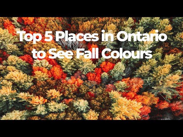 Autumn's Masterpiece: Top 5 Places to See Fall Colors in Ontario