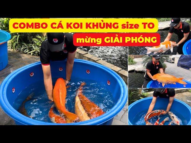 COMBO CÁ KOI ĐẸP mừng GIẢI PHÓNG 30/4 | CÁ KOI KHỦNG size 60-80cm mở bán tại SIÊU THỊ CÁ KOI NHẬT