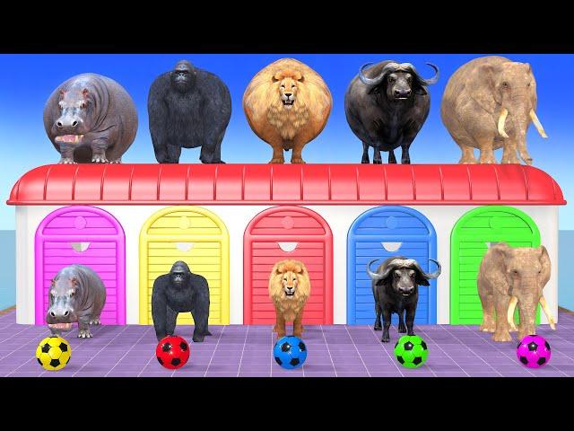 Elephant, Lion, Buffalo, Gorilla, Hippo, 3d Animal Long Slide Game Funny, 3d Paint Animals Cage Game