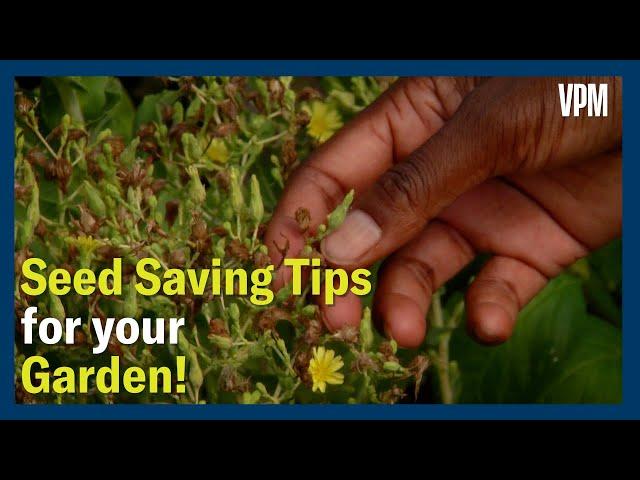 Seed Saving Tips for your Garden!