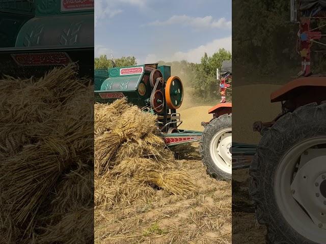 Wheat Threshers machine working complete video