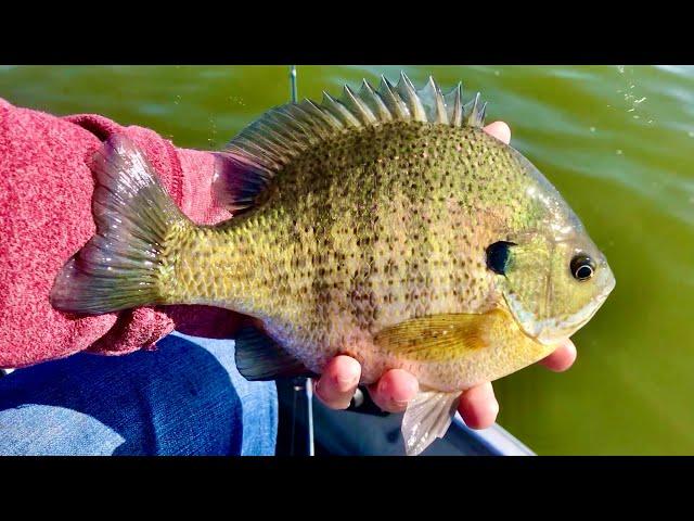 Fishing for GIANT Fall Bluegill - Fall Panfishing Tips!