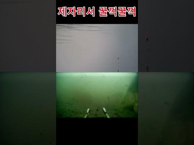 향어가 꿀떡꿀떡 먹는 글루텐 #fishing#향어낚시 #떡밥 #떡밥#페리칸떡밥