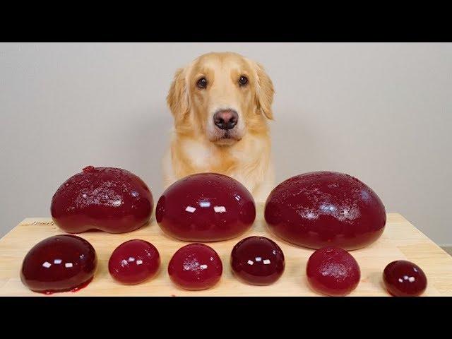 Dog Giant KYOHO JELLY MUKBANG ASMR / Golden Retriever Food Review /  love USA