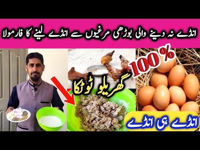 How to increase Hens Eggs Production || Chickens Not Laying Eggs? MBS Vlogers.