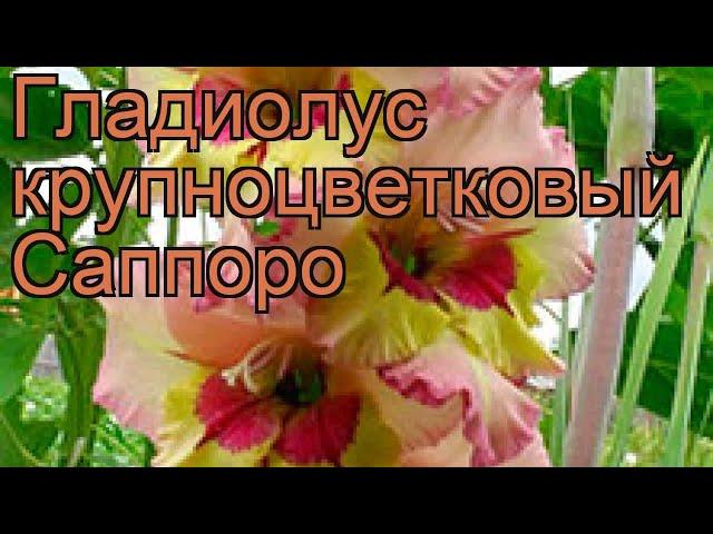 Гладиолус крупноцветковый Саппоро (gladiolus)  обзор: как сажать, рассада гладиолуса Саппоро