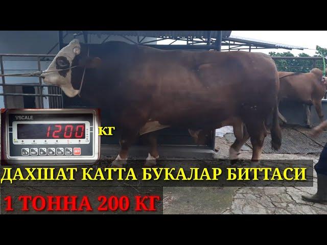 ДАХШАТ КАТТА БУКАЛАР 1 ТОННА 200 КГ ТИРИК ВАЗНИГА