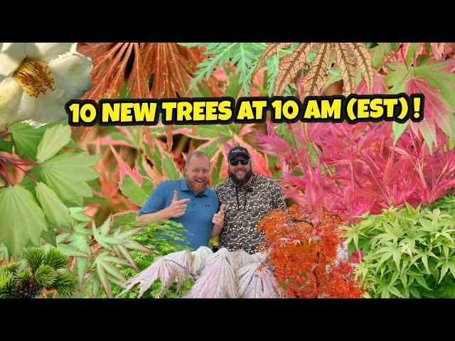 The Terrifically Awesome 10 New Trees at 10 AM (EST) | Japanese Maples For the Home Garden