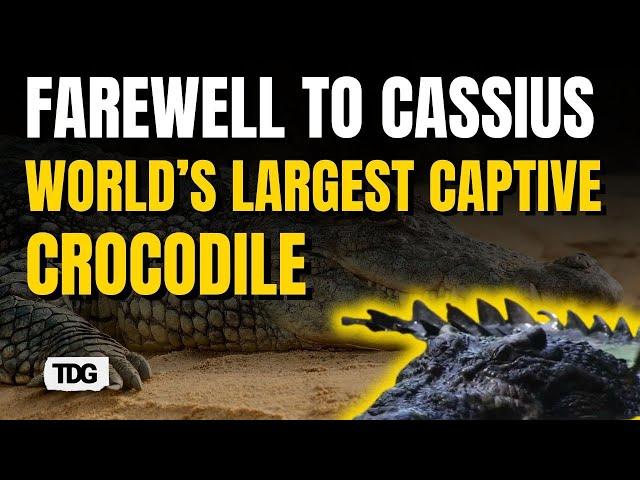 Cassius, the 18-Foot Crocodile, Leaves a Legacy Beyond Record Books