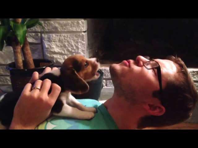 Beagle puppy learning to howl