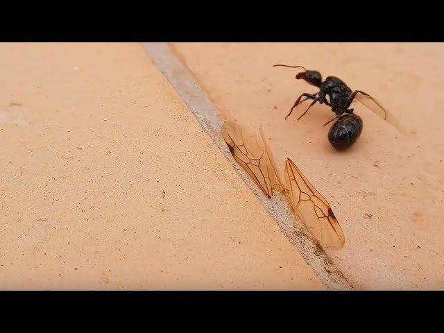 Virgin Queen Flying Ants Shedding Their Wings