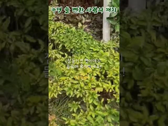 #어른들을위한 #전래동화듣기 #옛날이야기 #중간광고없음
