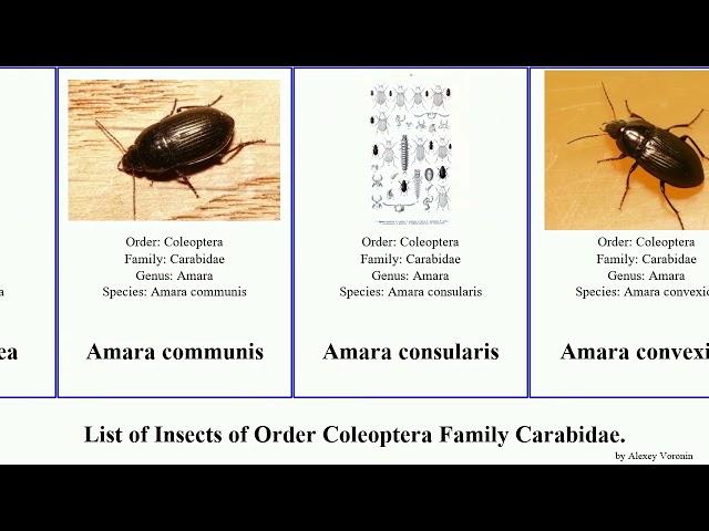 List of Insects of Order Coleoptera Family Carabidae. bembidion carabus tiger beetle pterostichus