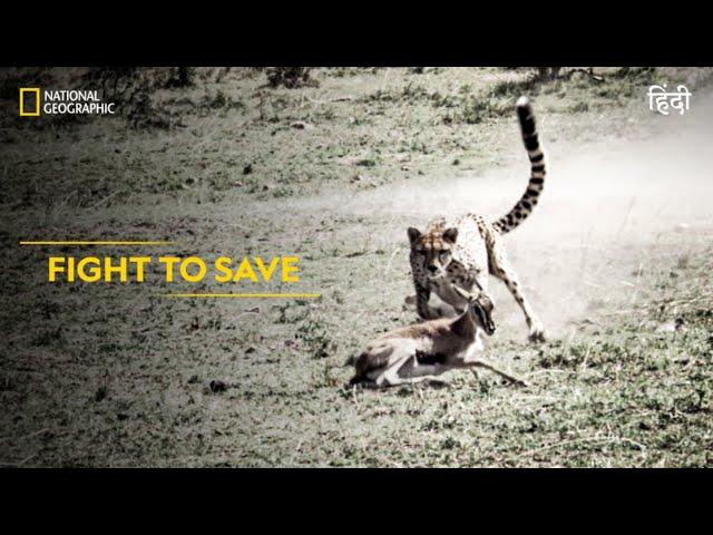 Fight to Save | Animal Fight Club | हिन्दी | Full Episode | S5 - E2 | National Geographic