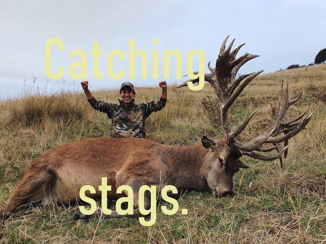 Catching Stags, Red Stag Hunting In New Zealand 2020