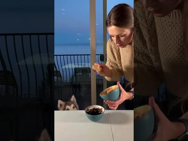 Every dog deserves to try a chocolate 