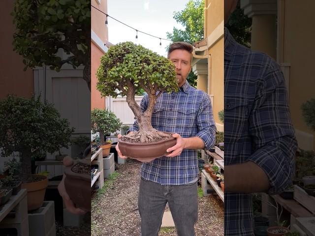 How to grow thick bonsai #bonsai #bonsaitree #portulacariaafra #jadebonsai #howtobonsai #plants