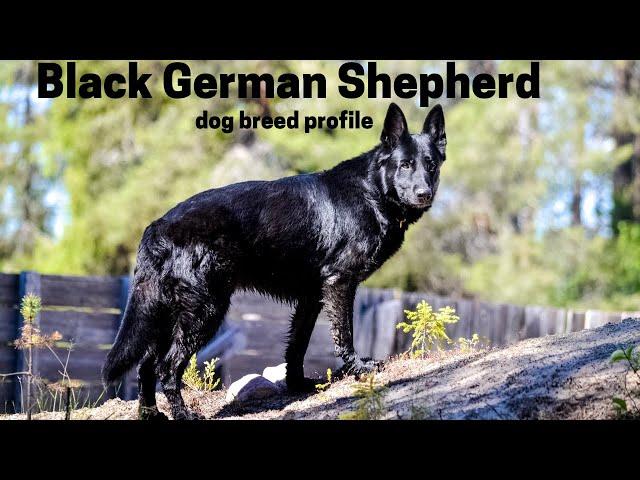 Black German Shepherd dog  breed profile