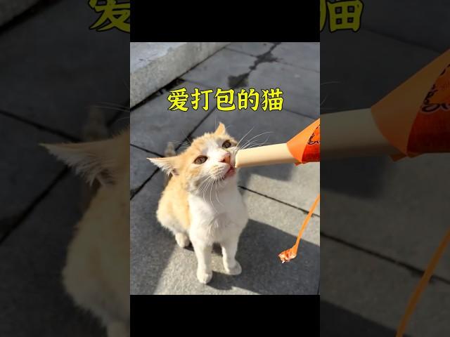 流浪貓每天「偷」外賣，背後的原因令人感動。 #animals #cute #cat #shorts